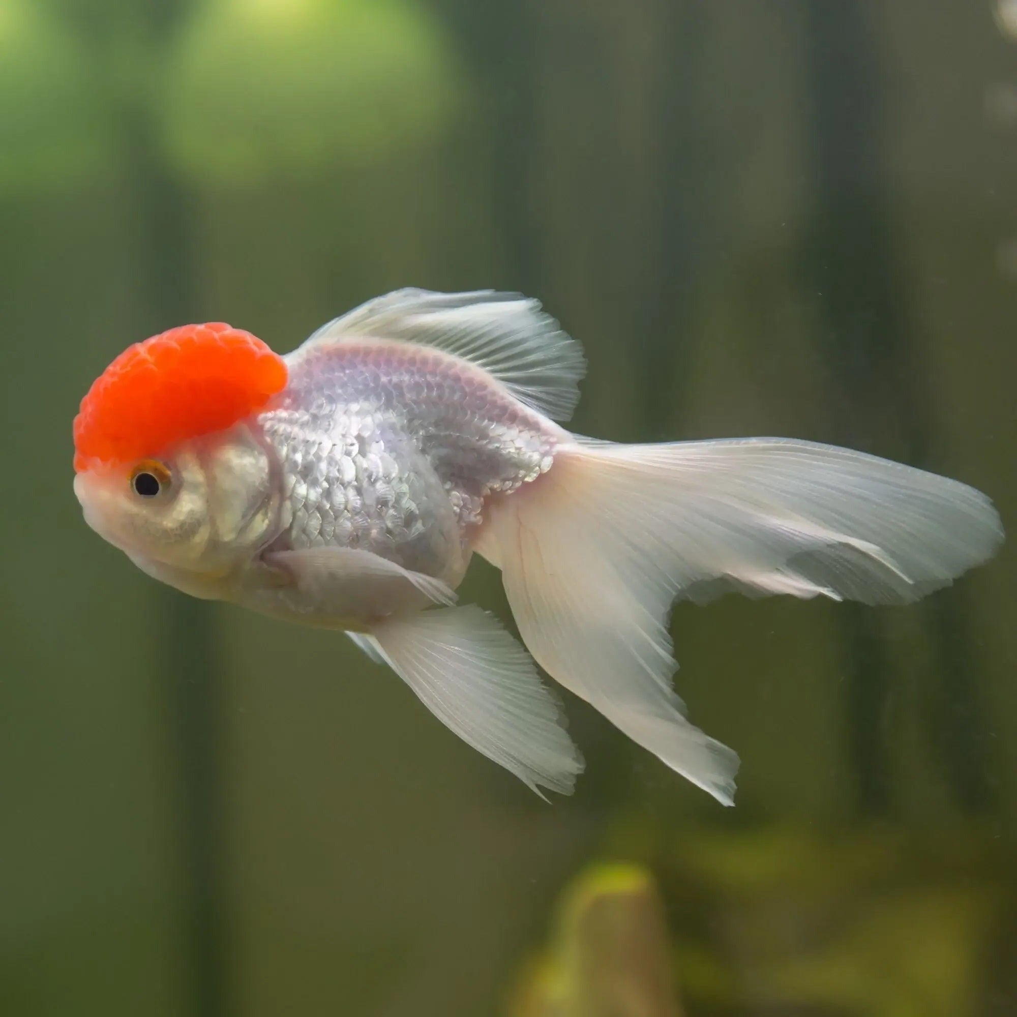 Red Cap Oranda 5cm