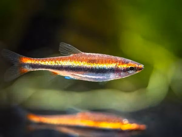 Red Pencilfish