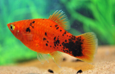 Green Spot Platy