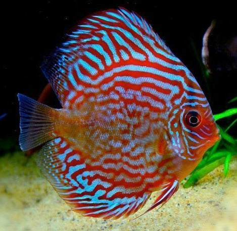 Red Turquoise Discus 5.0-6.0 Cm