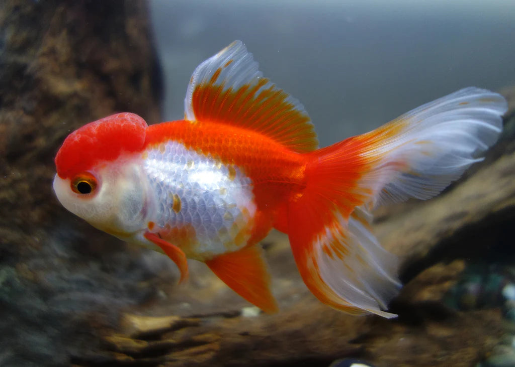 Thai Tricolour Oranda 12cm