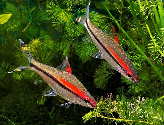 Torpedo Barb 6cm