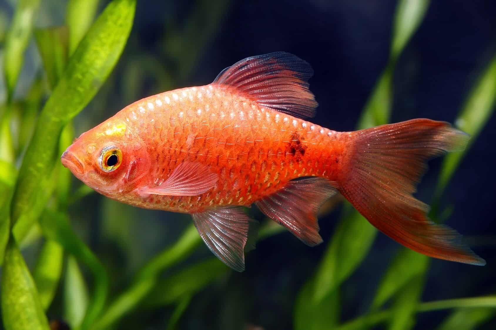Chilli Red Rosy Barb - Male