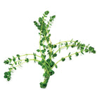 Rotala Rotundifolia Bunch - Nature Aquariums