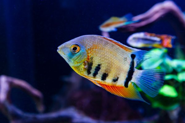 Blue Severum Cichlid 8cm