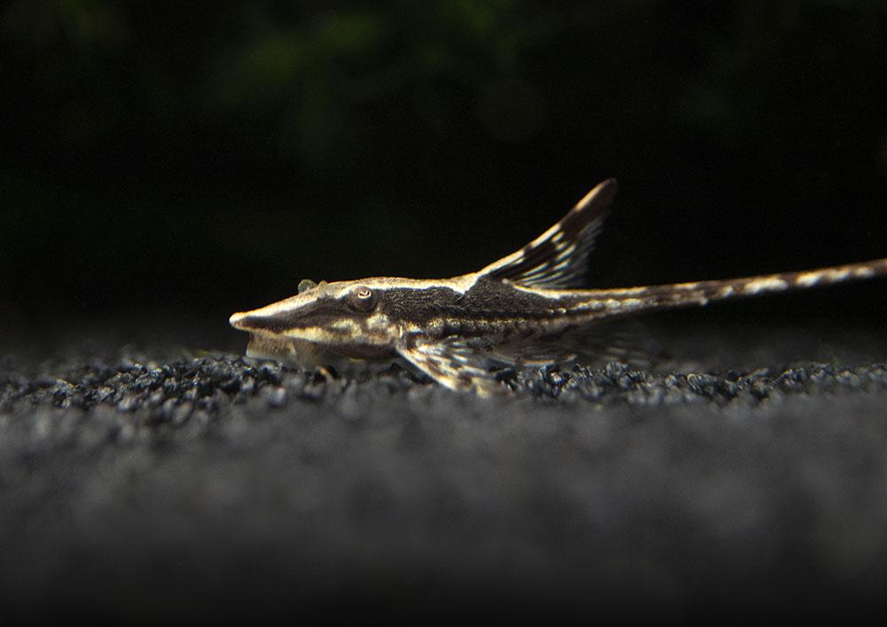 Royal Whiptail