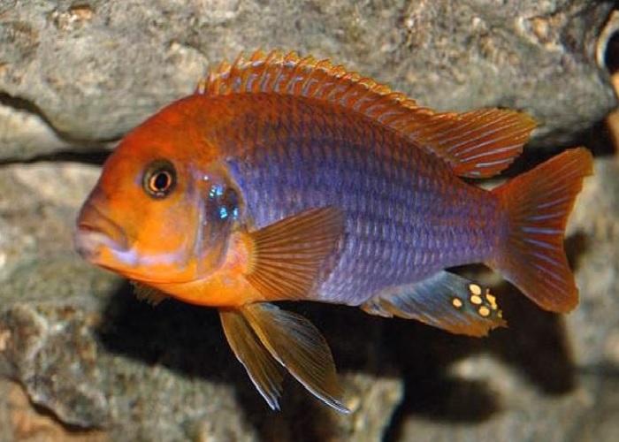 Rusty Cichlid 5cm