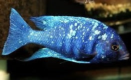 Phenochilus Tanzania