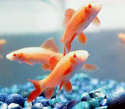 Golden Shark 5 cm - Nature Aquariums