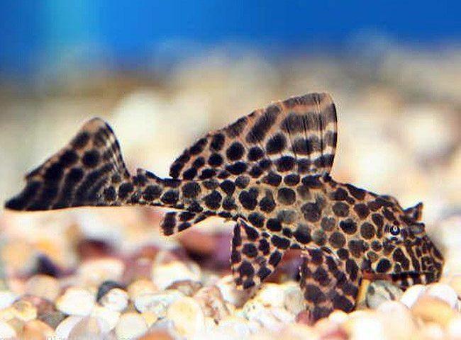 XL Albino Sailfin Gibbicep Pleco