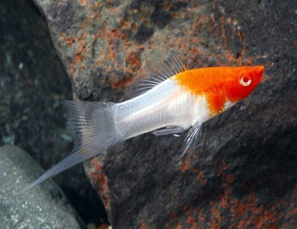 Hi Fin Kohaku Swordtail