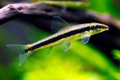 XL Siamese Algae Eater