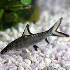 Silver Shark 5cm