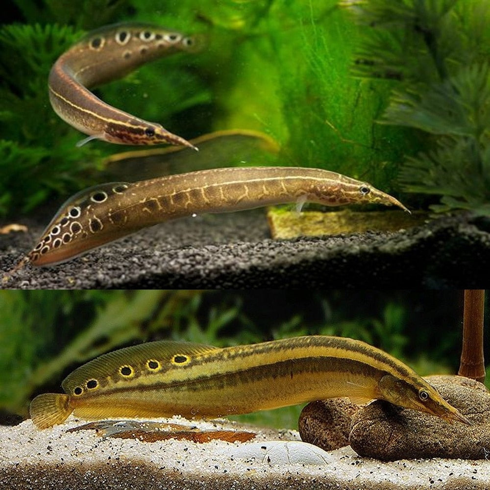 Large Peacock Spiny Eel 16-20cm