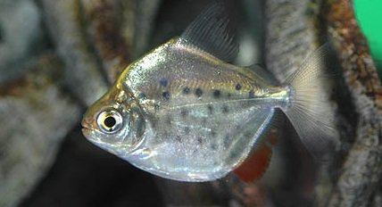 Spotted Silver Dollar 6 Cm
