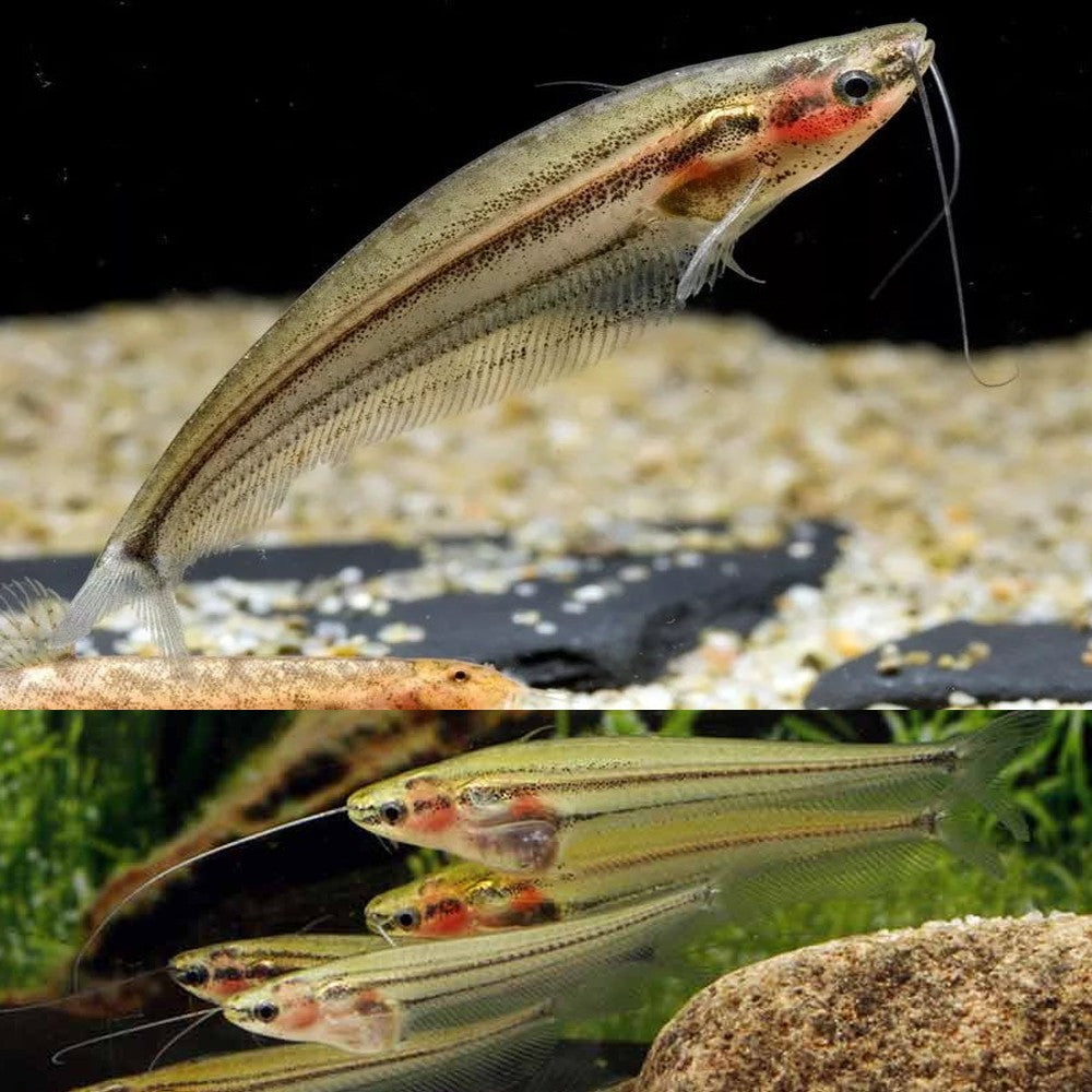 Poormans Glass Catfish