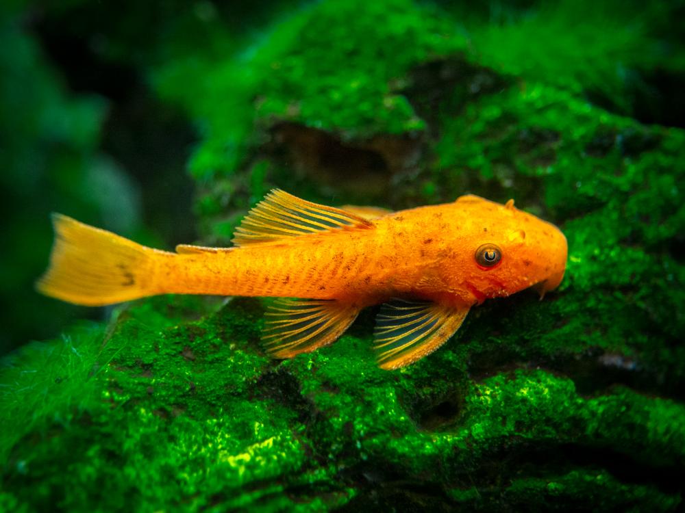 Super Red Bristlenose 3cm