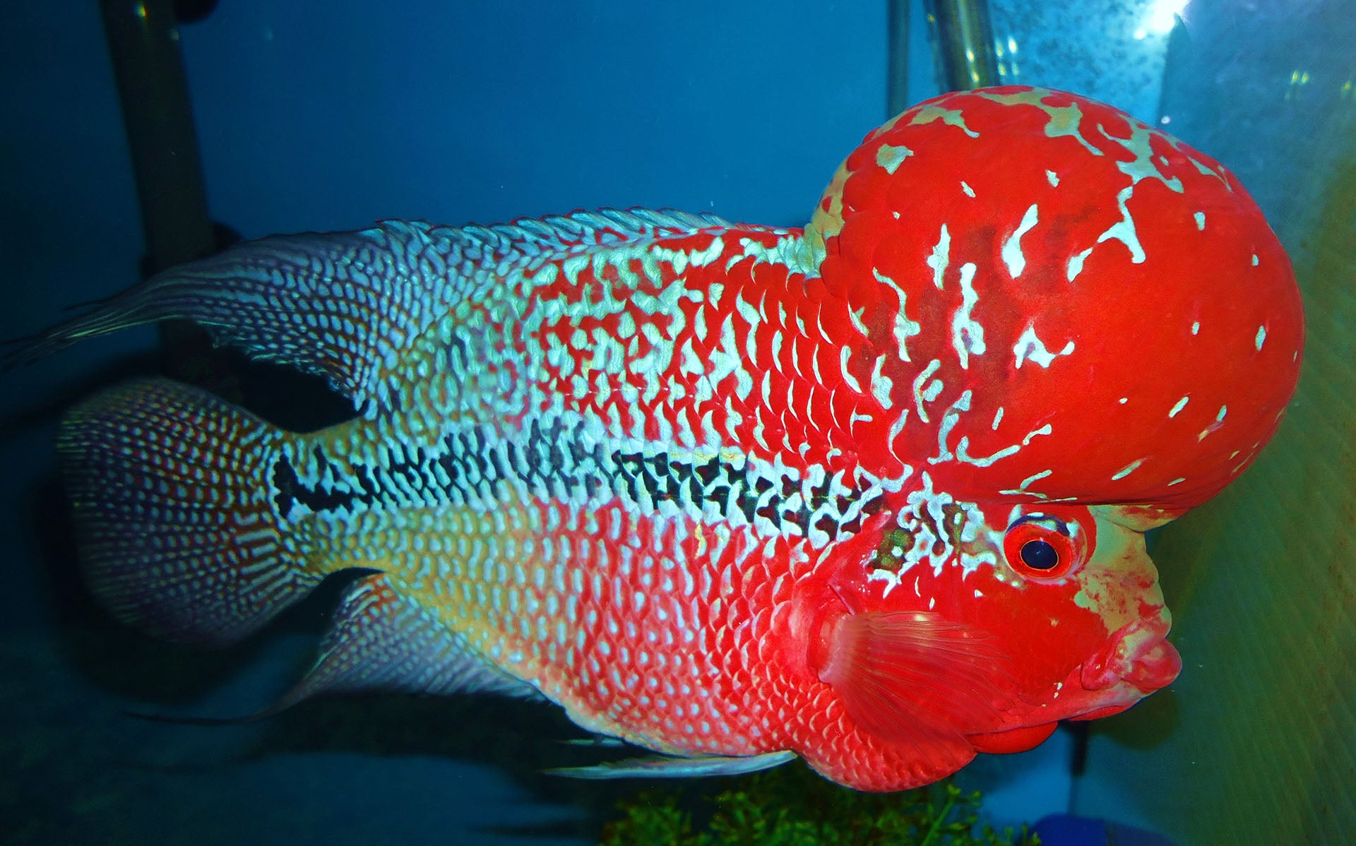A GRADE Super Red Dragon Flowerhorn 10cm