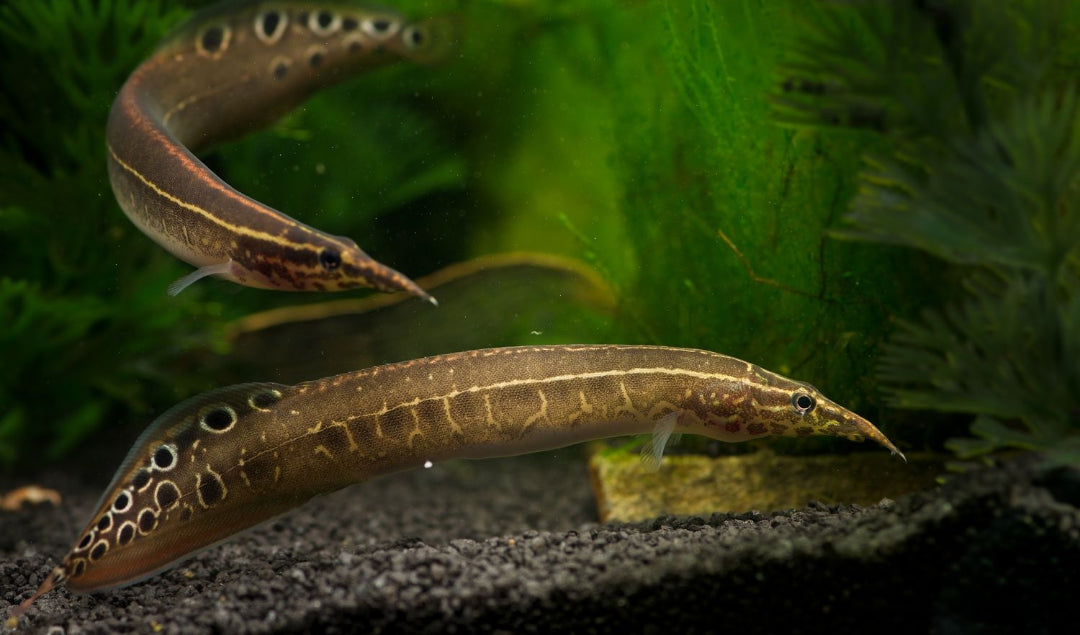 eel