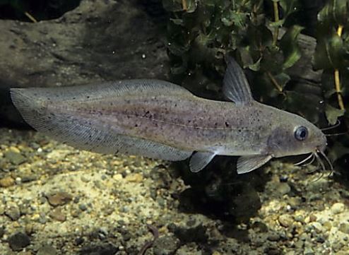 Tandanus Catfish 5cm