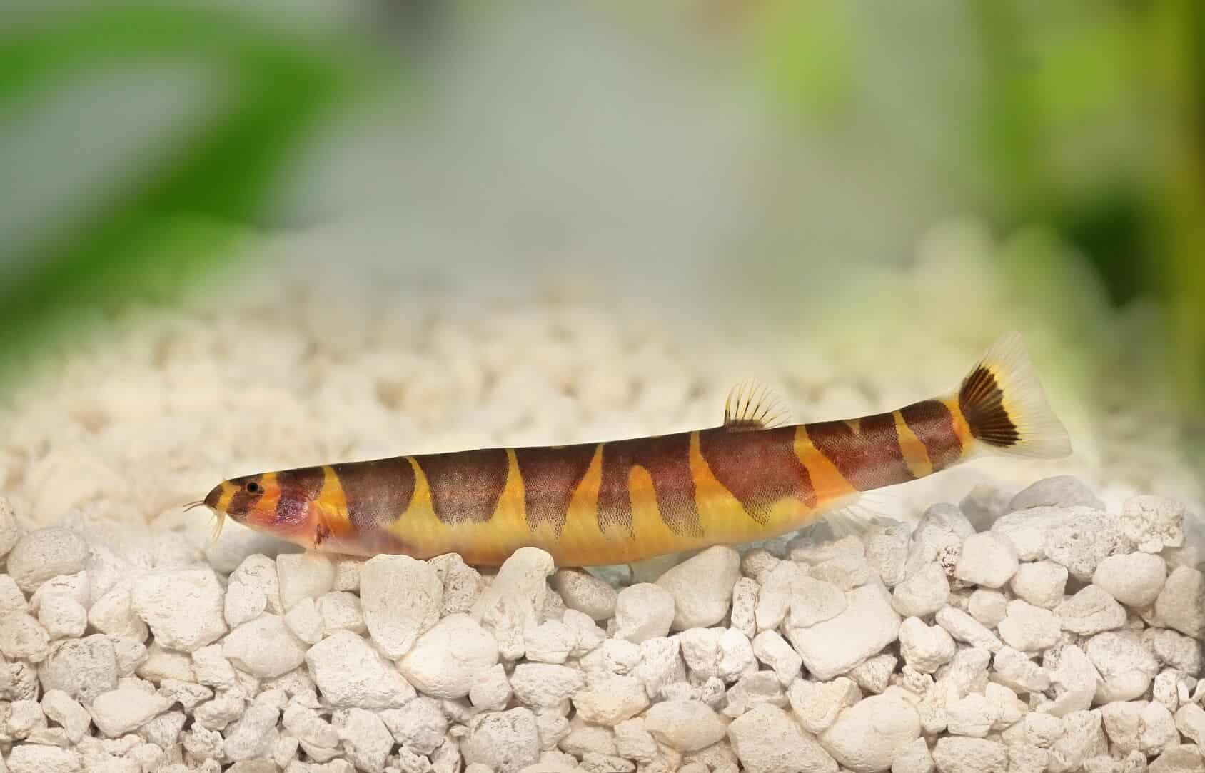 Kuhli Loach Golden Whiptail