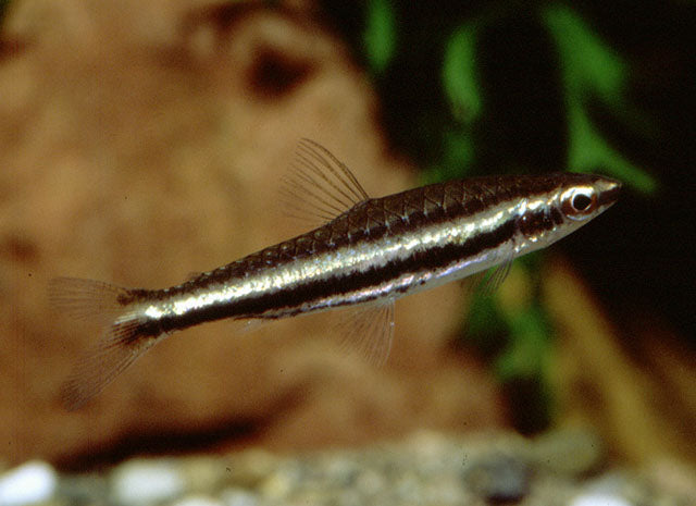Twin Stripe Pencil Fish