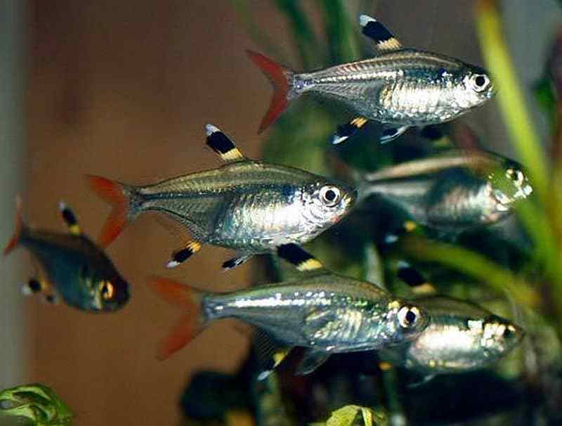 Pristella Tetra 2.5 Cm