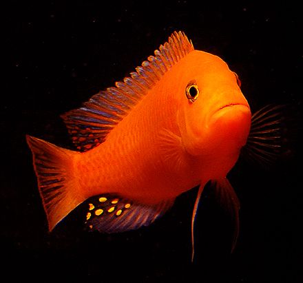 Zebra Red Pulu Point 4cm