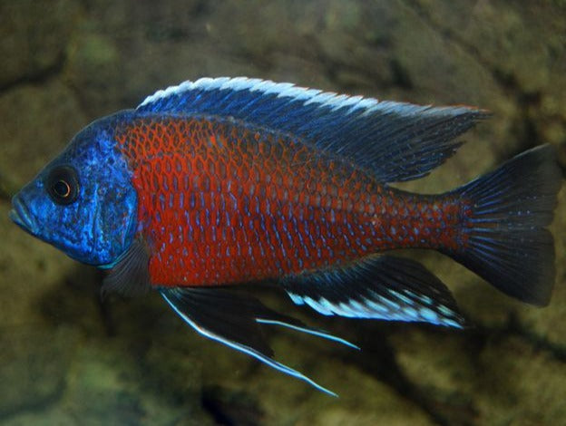 Copadichromis Kadango Red 6cm