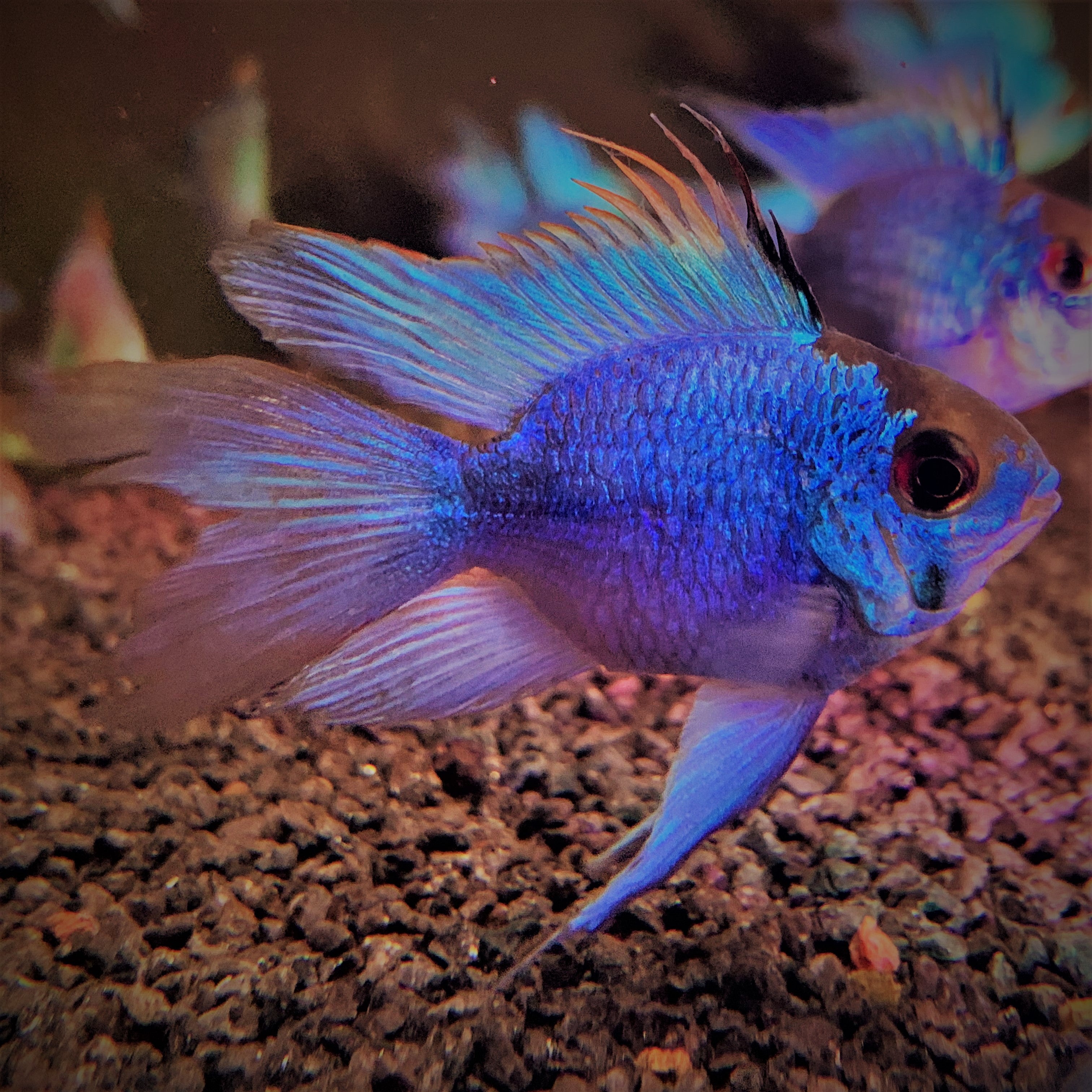 XL Jumbo Blue Balloon Ram