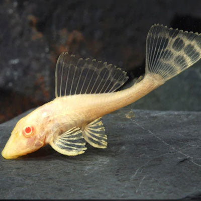 Sailfin Gibbicep Albino Pleco 6cm