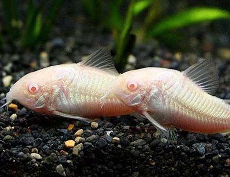 Corydoras Albino 3 Cm