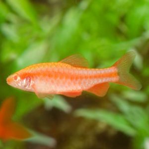 Albino Cherry Barb 2 cm