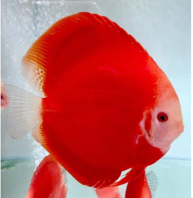 Red Rose Discus