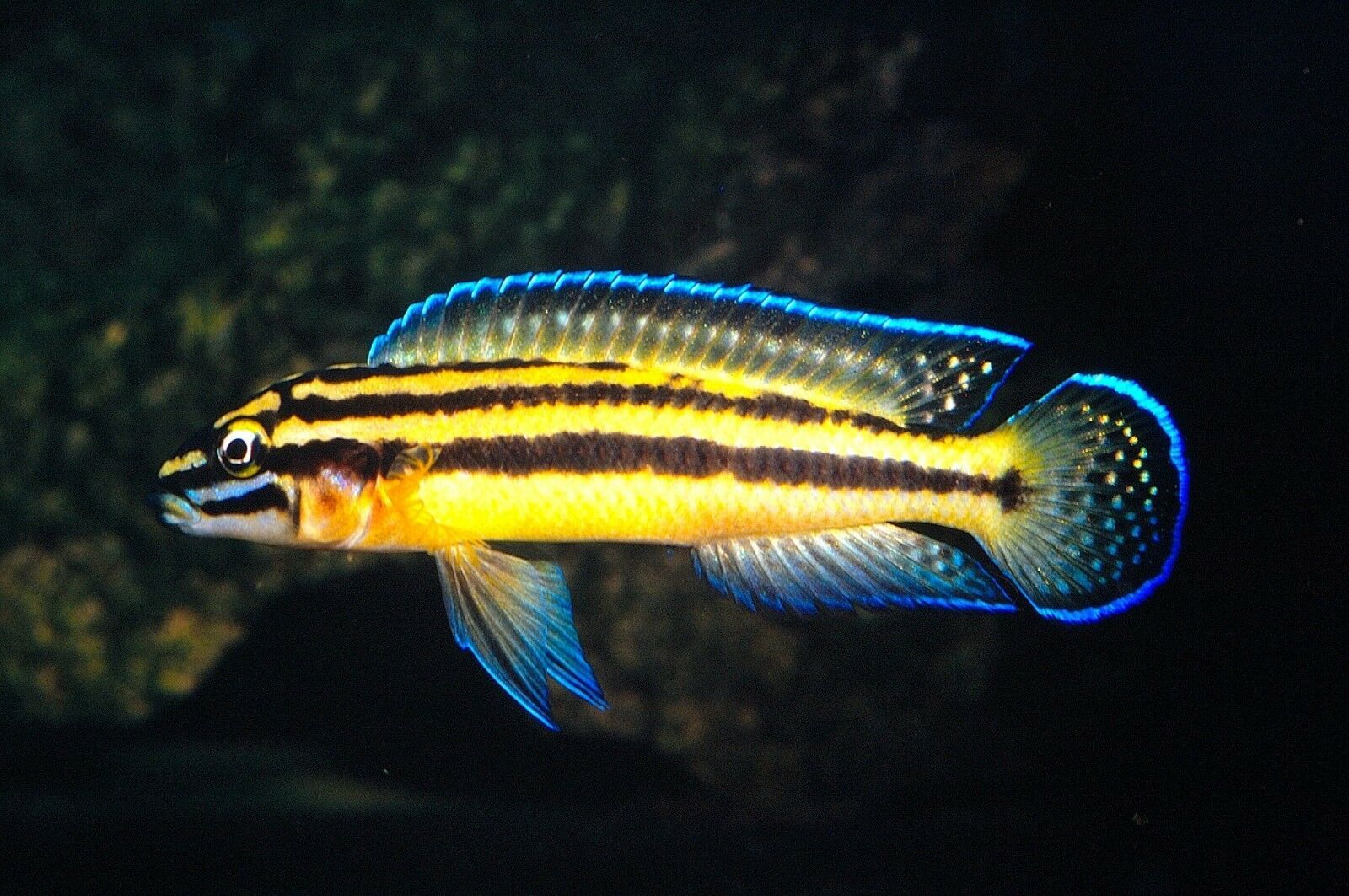 Julidochromis 8cm