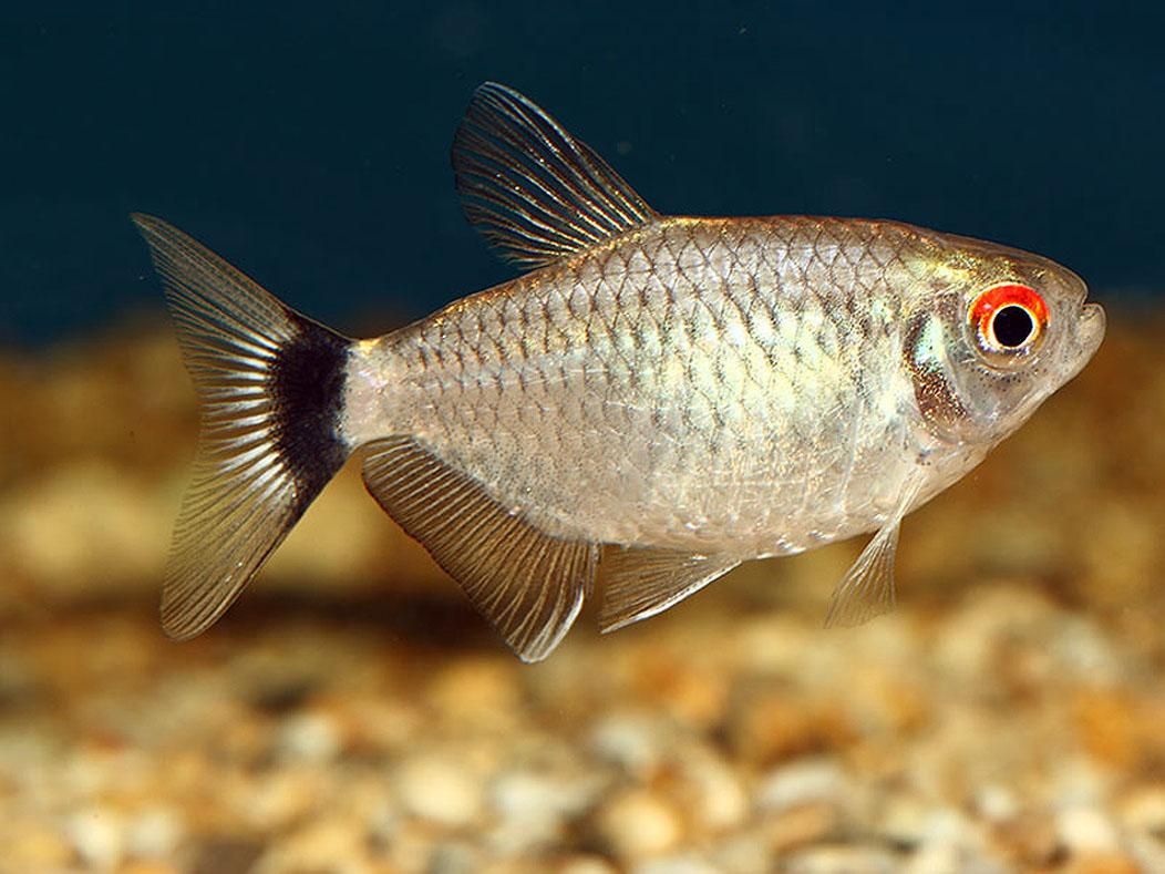 Red Eye Tetra 3.5 Cm