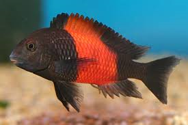 Tropheus Moorii 5cm