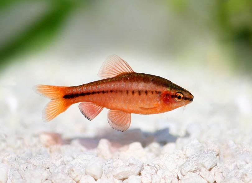 Cherry Barb 3cm