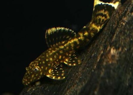 Spotted Banjo Bristlenose