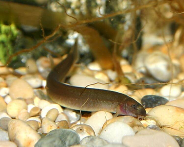 Kuhli Loach Black