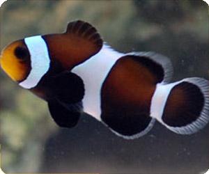 Black & White Ocellaris Clownfish, Captive-Bred - Nature Aquariums