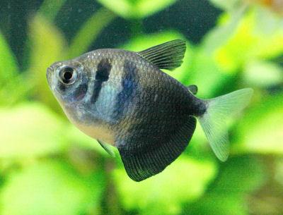 Black Widow Tetra  3.5 cm - Nature Aquariums