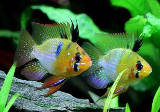 Blue Balloon Ram 3cm
