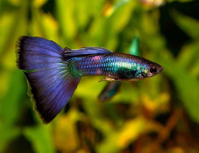 Blue Metal Lace Guppy Pair