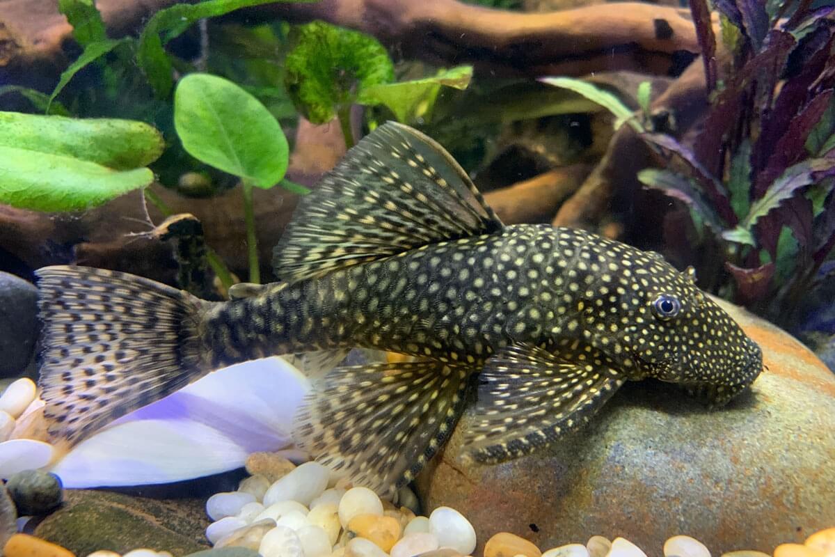 XL Bristlenose Catfish