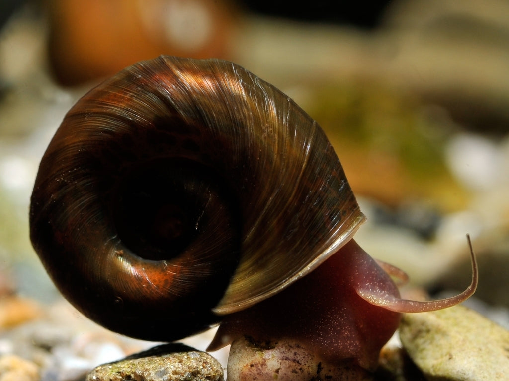Brown Ramshorn Snail