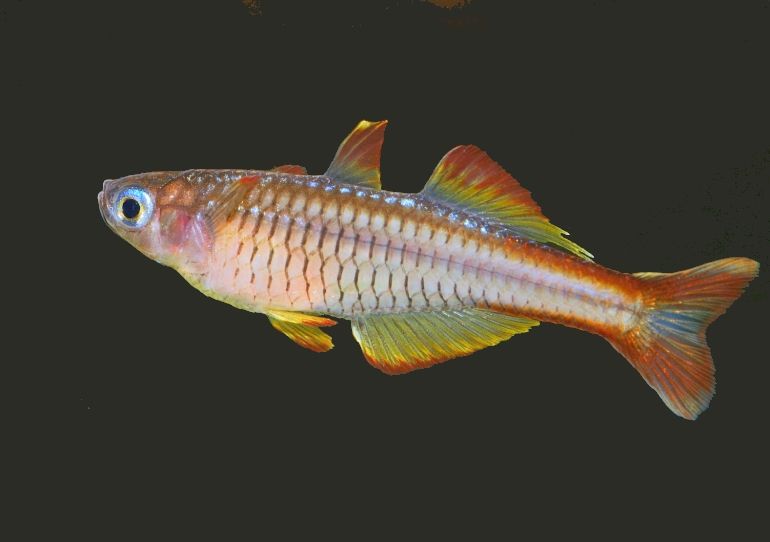 Pseudomugil Ivantsoffi Blue Eye 3 Cm