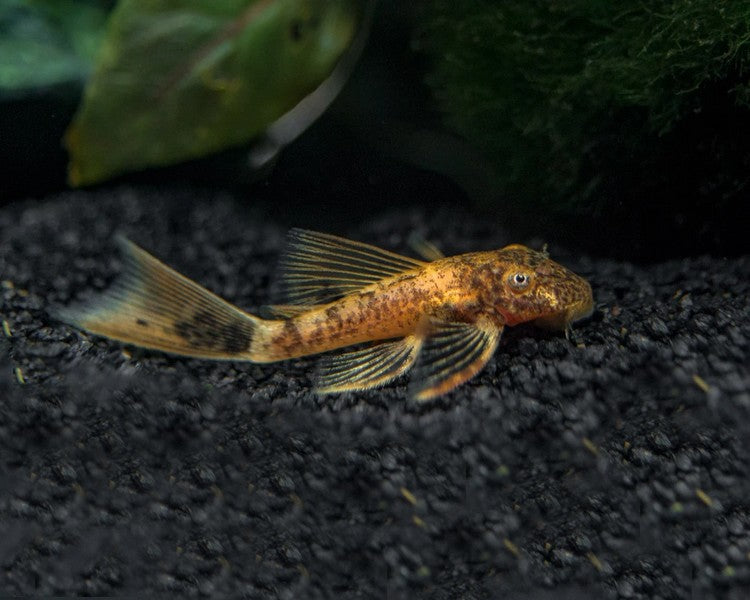 5cm Marble Bristlenose Catfish