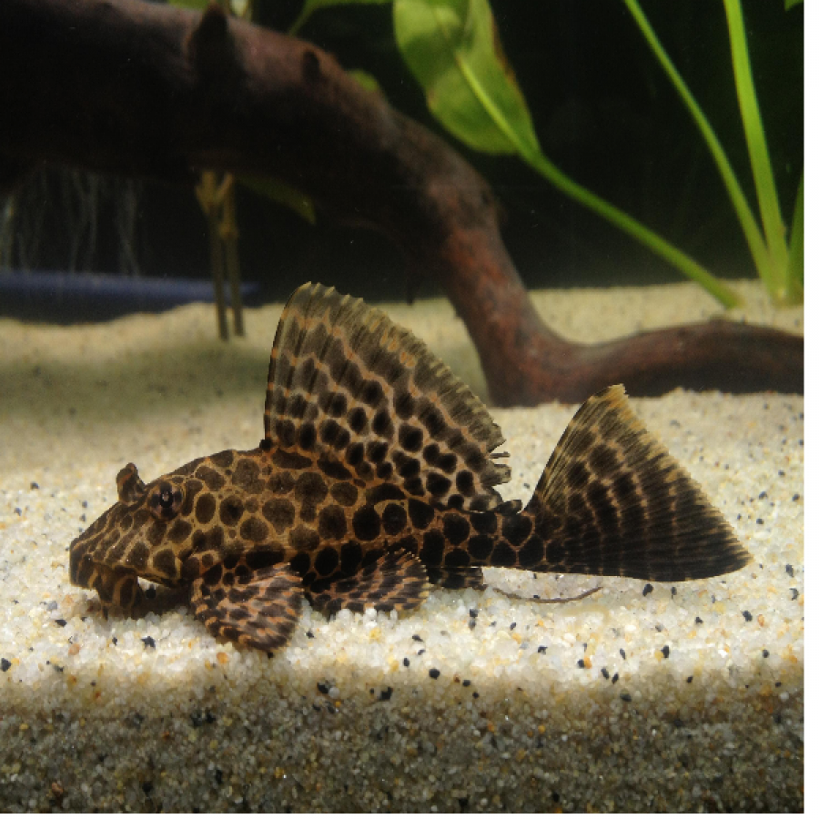 Plecostomus Catfish 6cm
