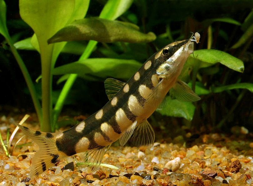 Dwarf Chain Loach